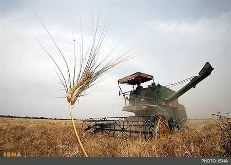 افزایش کشت گندم در آرژانتین
