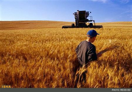 واردات ۴۴۰ هزار تن گندم در فروردین/ واردات کنجاله ۴۰۰ درصد افزایش یافت