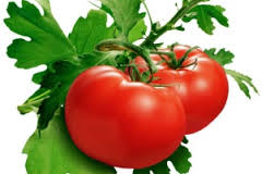 گوجه ۸۰۰۰ تومانی تا ۱۵ روز دیگر ارزان می‌شود 