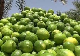 فروش لیمو ترش به صورت قاچاقی با نرخ ۴۵ تا ۵۰ هزار تومان در تره بار تهران