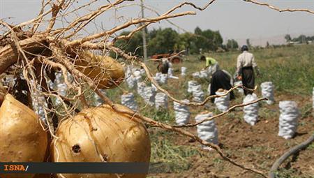 هجوم دلالان به مزارع سیب‌زمینی دو ماه قبل از برداشت محصول