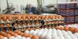 کاهش قیمت تخم مرغ/ سال آینده با مازاد سنگین تولید مواجه هستیم!
