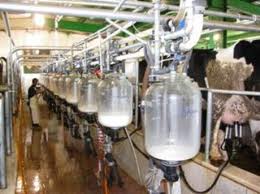 عدم موفقیت طرح خرید تضمینی شیرخام/ دامداران خواستار خرید شیرخام به قیمت مصوب شدند