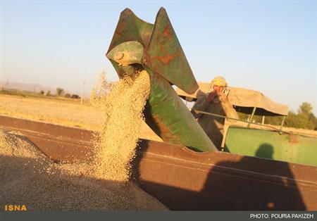 پاکستان 250 هزار تن گندم خرید