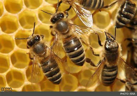 کاهش تولید عسل به دلیل شرایط نامساعد جوی