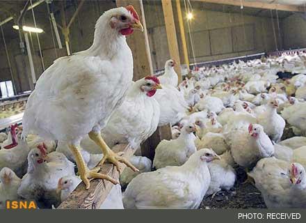 پیش‌بینی قیمت مرغ؛ هر کیلو 10هزار تومان!