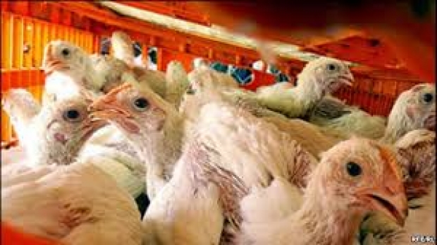 مرغ زنده نخرید!/ صدای پای آنفلوآنزای مرغی به گوش می رسد
