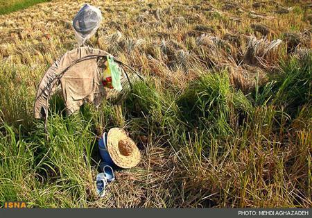 ساماندهی بازار برنج در برنامه 100 روزه دولت/ دلالان هندی برنج را گران کردند