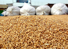 کاهش 73 درصدی واردات کنجاله دانه‌ روغنی هندی به ایران 