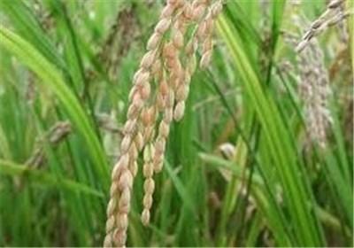 برنج ۲۷۰۰ تومان خلاف توافق با وزیر جهاد است/اعلام قیمت یک سال زودتر منطق ندارد