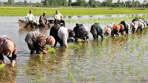 اعلام بی‌موقع نرخ خرید تضمینی برنج عامل کاهش کشت