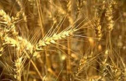 وزارت کشاورزی: آمار تولید گندم 92 در حال بررسی/یک میلیون تن گندم خوراک دام شد