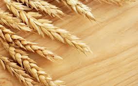 بازگشت ایران به بازار غله جهان/ خرید ۳۰۰ هزار تن گندم در دستورکار