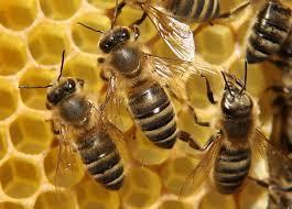 جلسه با کمیسیون کشاورزی برای ایجاد ستاد گردافشانی/۱۵ میلیارد تومان پول زنبورداران بلوکه شد