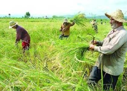 استحصال 2 میلیون تن برنج سفید در سال جاری