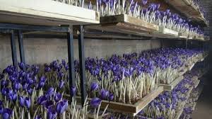 کل تولید زعفران ایران تا ۳ سال آینده به گلخانه می‌رود