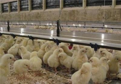 افزایش ۱۰۰ درصدی قیمت جوجه و نگرانی از آینده تولید مرغ
