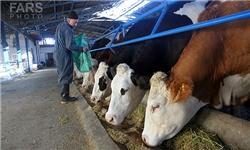 برخورد با تولیدکنندگان سبزی آلوده/ کساد شدن بازار گوساله‌ها!