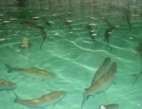 لزوم تامین دو سوم نیاز ماهی جهان از آبزی پروری تا سال 2030