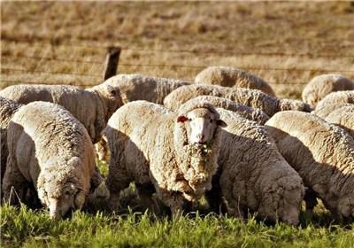 ایران خواستار واردات ۱.۳ میلیون راس گوسفند از استرالیا شد