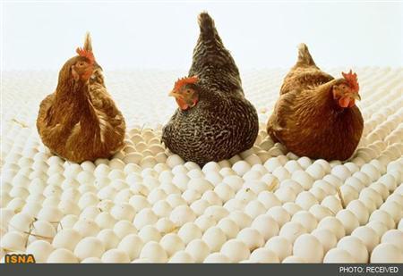 تخم مرغ گیاهی به بازار آمد