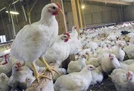 هزار تن مرغ آماده توزیع در مرحله دوم سبد کالایی/ افزایش ۱۵ هزار تنی تولید مرغ برای عید