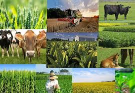 شاخص قیمت تولیدکننده زراعت، باغداری و دامداری سنتی اعلام شد