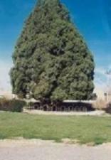 بزرگترين درخت كره زمين  در ایران+عکس