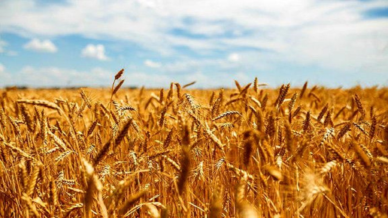 آزادسازی نرخ گندم صنف و صنعت در راه است/ واردات ۶ میلیون تن گندم برای تامین نیاز کشور