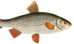 بیماری ماهیان کفال دریای خزر / مردم از مصرف ماهیان کفال خودداری کنند