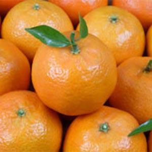واردات نارنگی پاکستانی خیانت به باغداران ایرانی است
