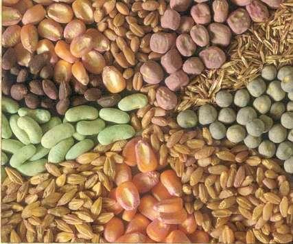 معاون وزیرجهادکشاورزی:30 درصد بذرهای مصرفی استاندارد نیست