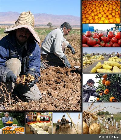 ضد و نقیض‌های کشاورزی و تجارت سر بازار