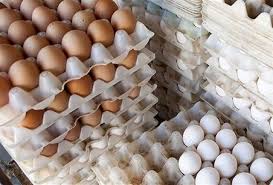 آغاز توزیع تخم مرغ با نرخ مصوب در میادین و فروشگاه‌ها
