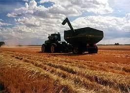 احتمال کاهش تولید جهانی گندم