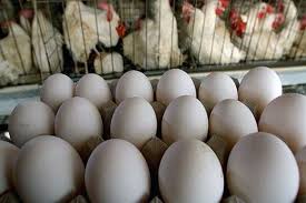 تناقض حرف مسئولان با واقعیت بازار/ تخم مرغ دانه‌ای 2 هزار تومان