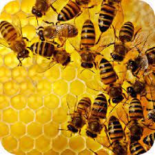 شیوه نامه اجرایی زنجیره ارزش محصولات زنبور عسل امسال نهایی می شود