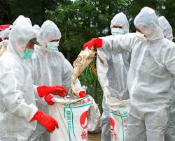 آنفلوآنزای مرغی در 5 استان دیگر منتشر شد/ ادامه روزه سکوت دامپزشکی