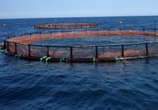 استقبال اتحادیه ماهیان گرم‌آبی از سرمایه‌گذاری چینی‌ها برای پرورش ماهی در قفس در ایران