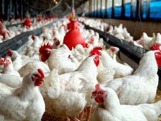 مچکریم که ما را نابود کردید/ مسئولین حامی دلالان مرغ تولیدی را از مرغداران بزخری می‌نمایند و تولیدکنندگان را به استثمار خود درآورده اند+ تصویر نامه