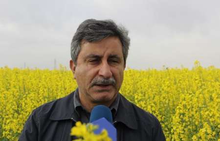 کلزاکاران استان گلستان در اراضی سرمازده دوباره کلزا بکارند