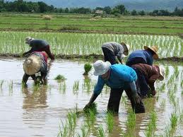 تایلند بزرگ ترین صادرکننده برنج جهان شد
