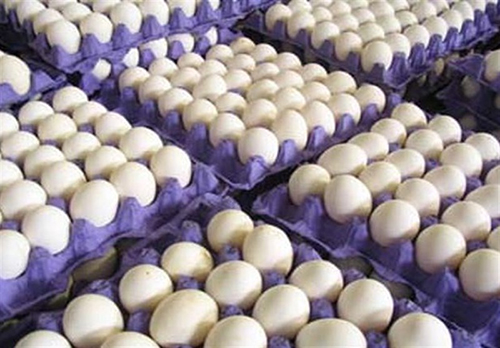 هشدار درباره کمبود تخم‌مرغ در شهریور و مهر ماه/ افزایش حذف گله‌های مرغ تخمگذار و کاهش جوجه‌ریزی