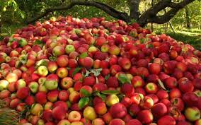 ارزآوری ۷۶۴ میلیون دلاری صادرات سیب درختی