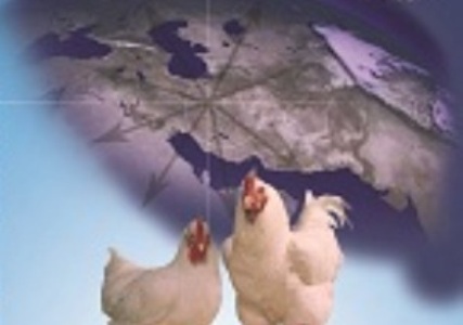 ایرانی ها 11 کیلوگرم گوشت مرغ بیش از میانگین جهانی مصرف می کنند