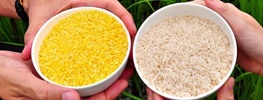 برنج GMO چیست؟ / آفریقایی ها هم مواد غذایی تغییر ژنتیکی را پس فرستاده اند