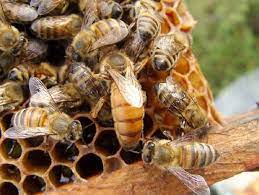 گرانی شکر دامن صنعت زنبورداری را هم گرفت/ رواج قاچاق ملکه به کشور