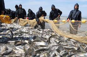 ۱۱ هزار تن ماهی استخوانی در دریای خزر صید شد