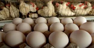 احتمال تخصیص 10 میلیارد برای تنظیم بازار/ توزیع تخم‌مرغ در سبد کالای اقشار کم‌درآمد