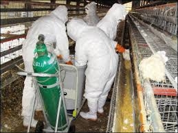مصوبه هیات وزیران برای جبران خسارت آنفلوانزا به مرغداران مازندران ابلاغ شد